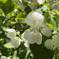 バイカウツギ,花のある暮らし,真っ白な花,我が家の花,樹木の花の画像