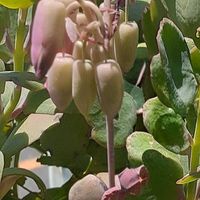 胡蝶の舞,多肉植物,オレンジ色の花,おうち園芸,つぼみに魅せられての画像
