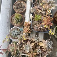 多肉植物,多肉女子,たにおたくらぶ,バルコニー/ベランダの画像