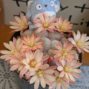 春星,月影丸,すみれ丸,ナナコマル,ヘリオーサhybの画像