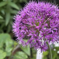アリウム,カキツバタ,花のある暮らし,ポンポン,差し色の画像