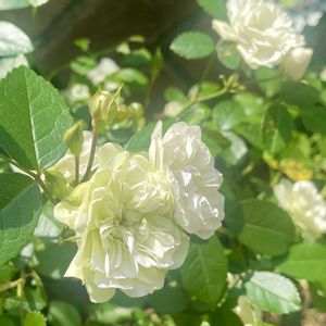 ミニバラ・グリーンアイス,鉢植え,白い花,玄関アプローチの画像