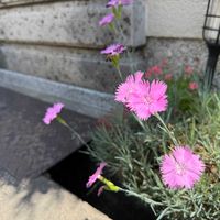 カワラナデシコの画像