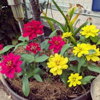 ジニア（百日草）,鉢植え,お花のある暮らし,小さな庭の画像