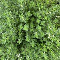 収穫物,小さな庭,家庭菜園の画像