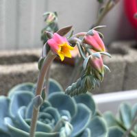 多肉,花のある暮らし,小さな庭♡の画像