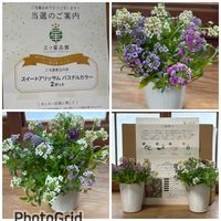 アリッサム,スイートアリッサム　パステルカラー,PR,三つ星品質モニター,スイートアリッサムモニターの画像