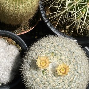 サボテン,マミラリア 満月,花のある暮らし,緑のある暮らし,多肉植物のある暮らしの画像
