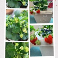 イチゴ,移住後の生活,家庭菜園,ベランダの画像
