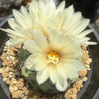 サボテン,サボテン マミラリア,ストロンボカクタス・菊水,マミラリア 恋山彦の画像