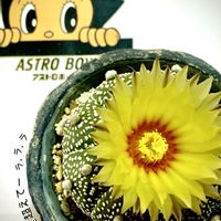 サボテン,兜丸,マミラリア 満月,アストロフィツム属 兜丸,ツルビニカルプス アロンソイの画像