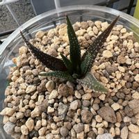 ハオルチア,多肉植物,多肉植物初心者の画像