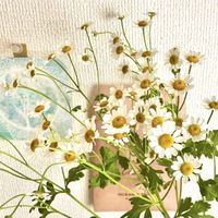 マトリカリア,切り花,花のある暮らしの画像