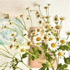 マトリカリア,切り花,花のある暮らしの画像