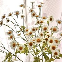 マトリカリア,切り花,花のある暮らしの画像