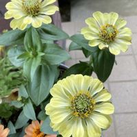 ジニア,ジニアプロフュージョン,ジニアクイーン,寄せ植え,ガーデニングの画像