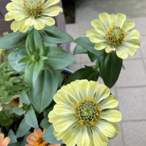 ジニア,ジニアプロフュージョン,ジニアクイーン,寄せ植え,ガーデニングの画像