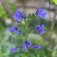 アブラハムダービー,エキウム ブルーベッダー,バラ はいから,ネコ好き,植中毒の画像