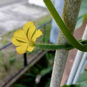 キュウリ,きゅうり,キュウリ♪,きゅうり栽培の画像