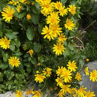 ユリオプスデージー,黄色い花,花のある暮らし,庭の画像