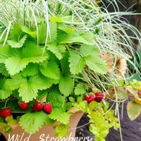 カレックス,ワイルドストロベリー,リシマキア オーレア,寄せ植え,ガーデニングの画像