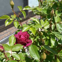 バラ,薔薇, ロサオリエンティス,バラ大苗,初心者の画像