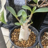アデニウム アラビカム,コーデックス,アデニウム属,コメリウムの画像