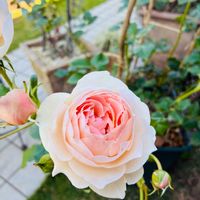 カモミール,ネコ好き,お気に入り♡,いつもありがとう♡,ネコのいる暮らしの画像