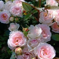 花のある暮らし♡,ばら バラ 薔薇の画像