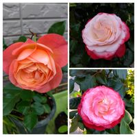 花のある暮らし,庭の画像
