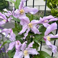 クレマチス,クレマチス ミルキーウェイ,ガーデニング,花のある暮らしの画像