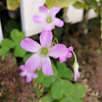 ムラサキカタバミの画像