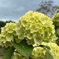 オオデマリ,大手毬,※実家の庭の画像