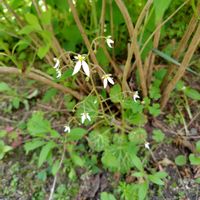 ユキノシタ,開花,植えっぱなし,多年草の画像