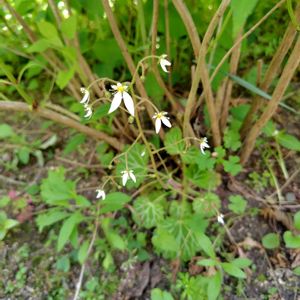 ユキノシタ,開花,植えっぱなし,多年草の画像