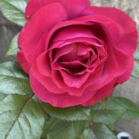 花のある暮らし,薔薇の季節,好きなお花に囲まれたい,小さな庭の画像
