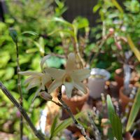 セッコク,開花,大好きな花,和らんの画像