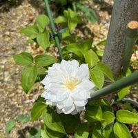 クレマチス,矢車菊,ダッチェスオブ エジンバラの画像