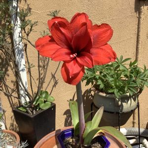 玄関アプローチの画像