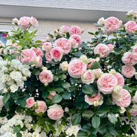 ピエールドロンサール,ガーデニング,可愛い,満開,ピンクの花の画像