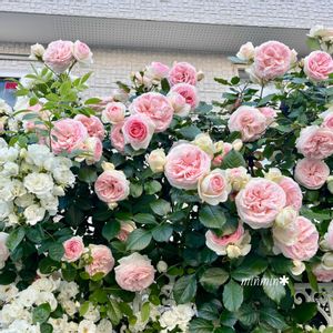 ピエールドロンサール,ガーデニング,可愛い,満開,ピンクの花の画像