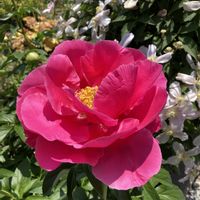 リシマキア,芍薬,クレマチス プリムローズスター, 山野草,ホスタ（ギボウシ）の画像