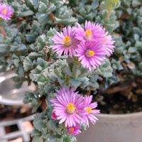オスクラリア・デルトイデス,多肉植物,開花,ピンクの花,うれしい！の画像
