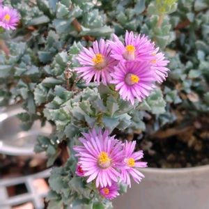 オスクラリア・デルトイデス,多肉植物,開花,ピンクの花,うれしい！の画像