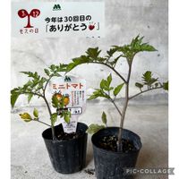 ミニトマト,ミニトマト オレンジアイコ,モスバーガー,植物大好き,家庭菜園の画像