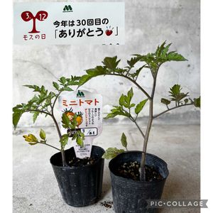 ミニトマト,ミニトマト オレンジアイコ,モスバーガー,植物大好き,家庭菜園の画像