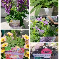 サルビア ネモローサ カラドンナ,アンゲロニア セレニータ,カリブラコア カメレオン,イソトマ 萬華,ゲラニューム ダークレイターの画像