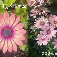オステオスペルマム,ナラティブ フラワーズ,可愛い,鮮やか ,癒しの画像