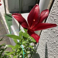 ユリ,季節の花,綺麗✨,花ぶら散歩,千代田区麹町の画像