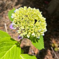 サツキ,紫陽花 アジサイ あじさい,花のある暮らしの画像